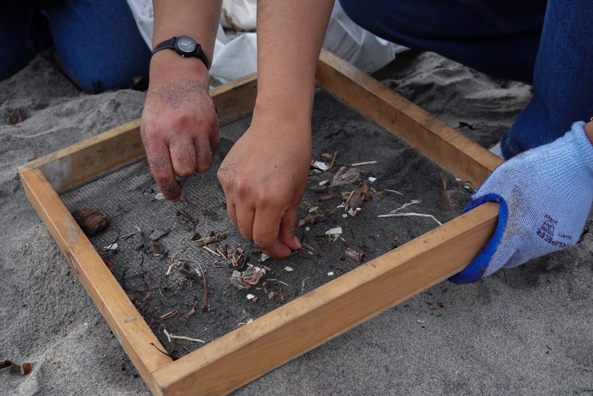 Cerca de 80 voluntarios participaron en una jornada de limpieza en Playas de Tijuana para recolectar basura y microplásticos como parte de un programa estatal de conservación.
Fotos: Border Zoom.