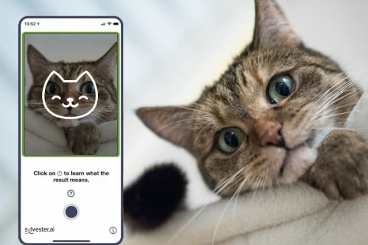 Si tienes gato, esta app que te dice si se siente bien