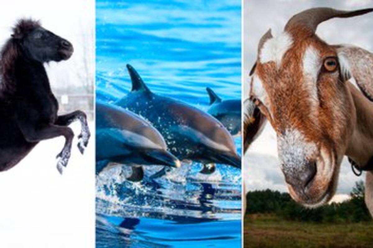 Estudio revela que decenas de mamíferos podrían contraer COVID-19, animales caseros se encuentran en la lista
