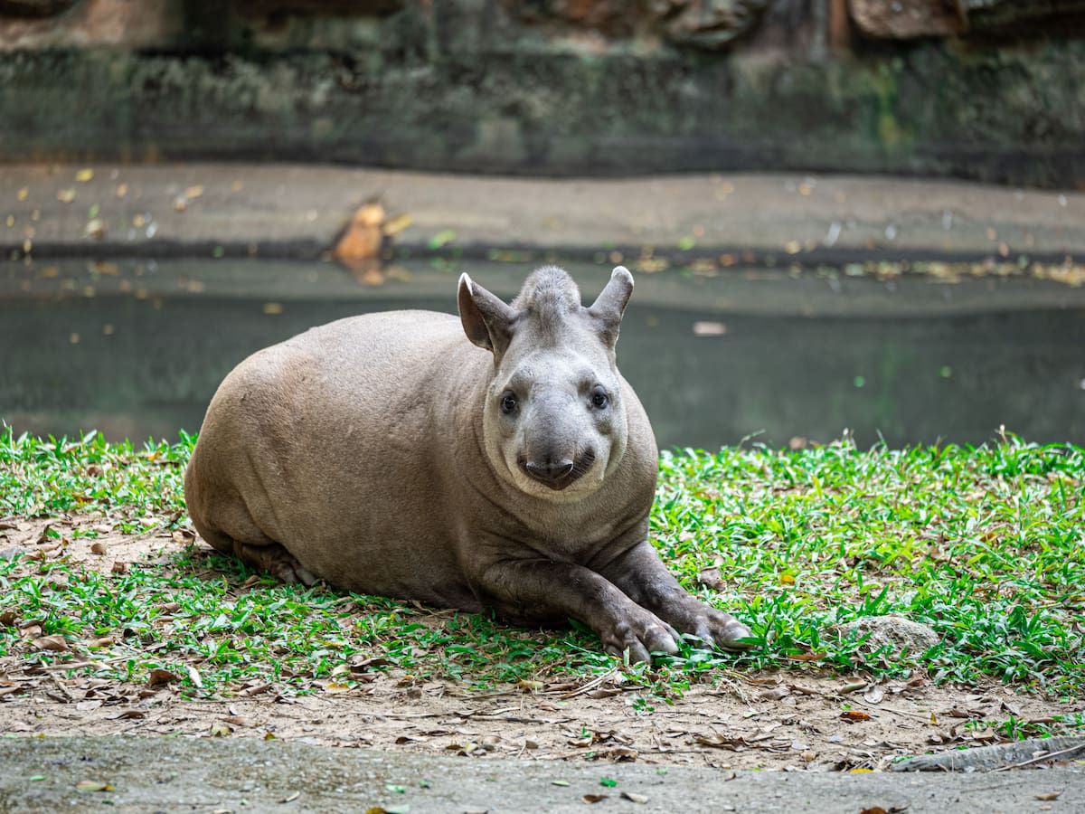 Catorce tapires fueron reintroducidos en la Reserva Ecológica de Guapiaçu entre 2017 y 2021 y ya se han registrado ocho crías nacidas en libertad. Foto: Pexels