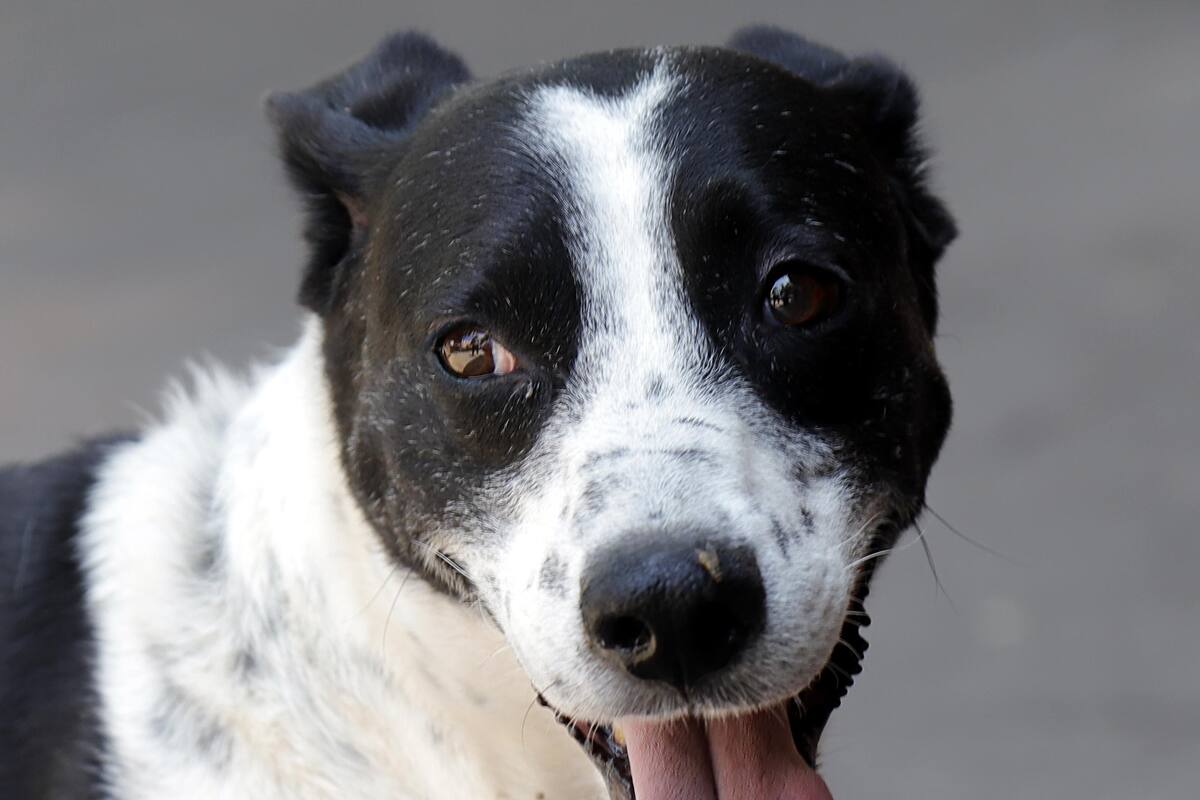 Reanudarán las jornadas de esterilización