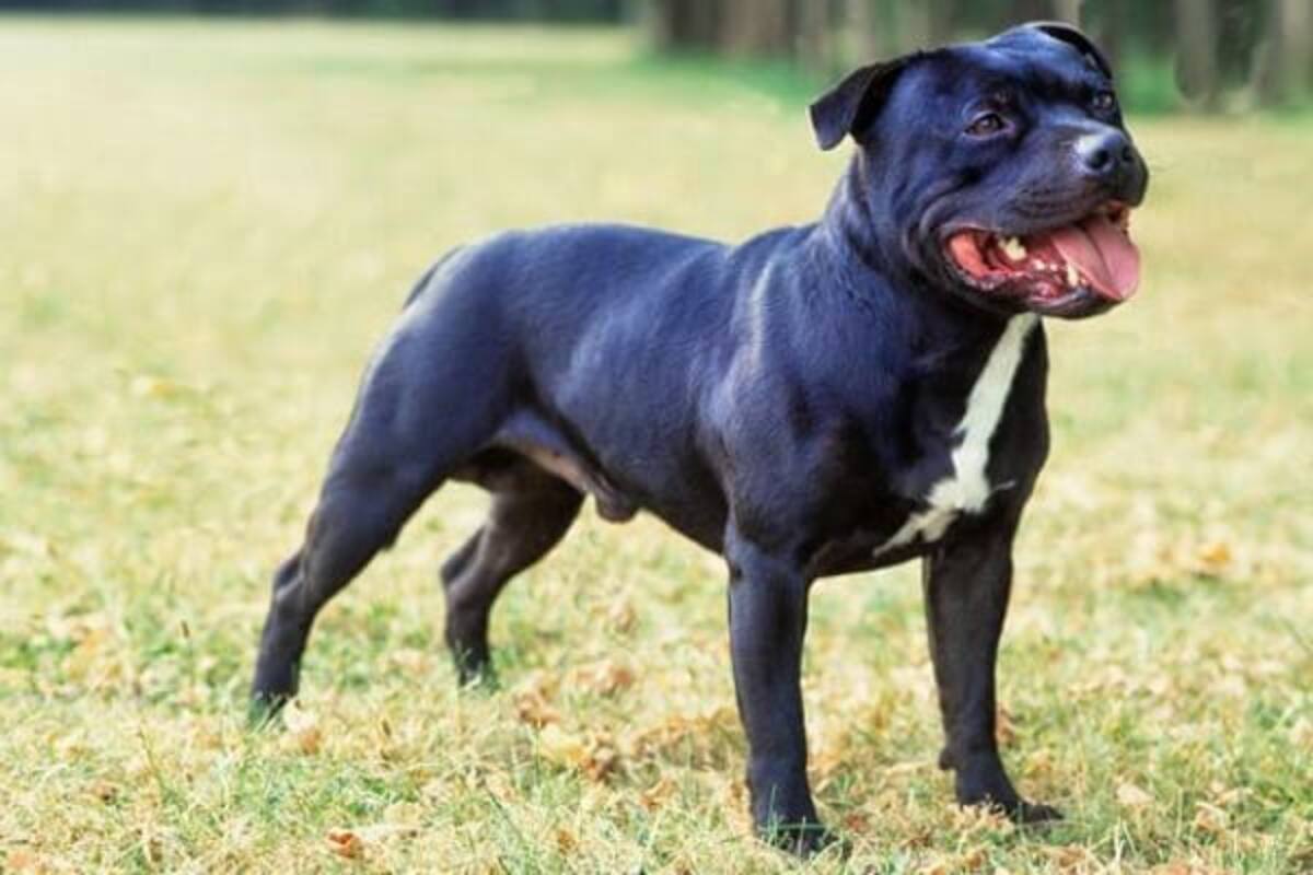 Inglaterra: Niña de 13 años sufre heridas en el rostro tras ser atacada por un perro