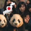 Se van los últimos pandas de Japón: Xiao Xiao y Lei Lei regresan a China, la despedida ocurre bajo una relación cada vez más tensa con China