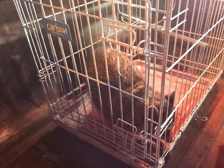 Aún faltan dos mapaches por aparecer tras fuga en la colonia Campestre en SLRC