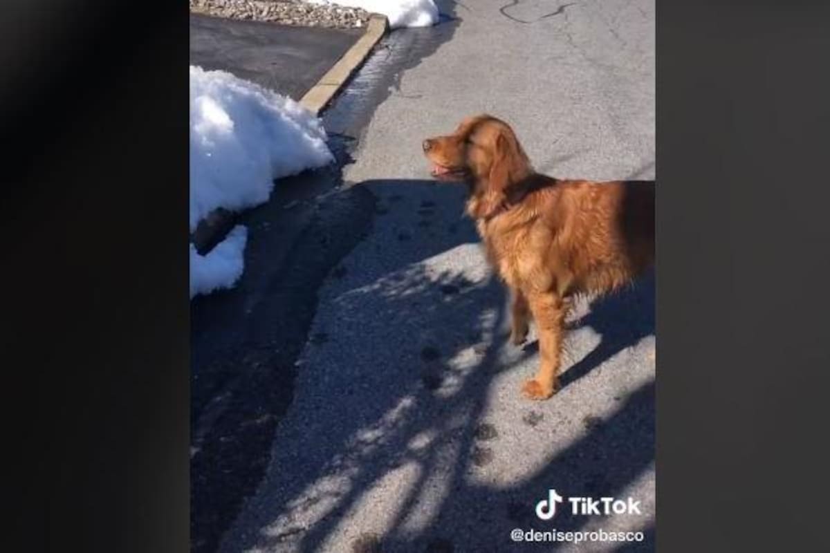 TIKTOK: Perrito ve una bola de concreto pero "piensa" que es una pelota para jugar