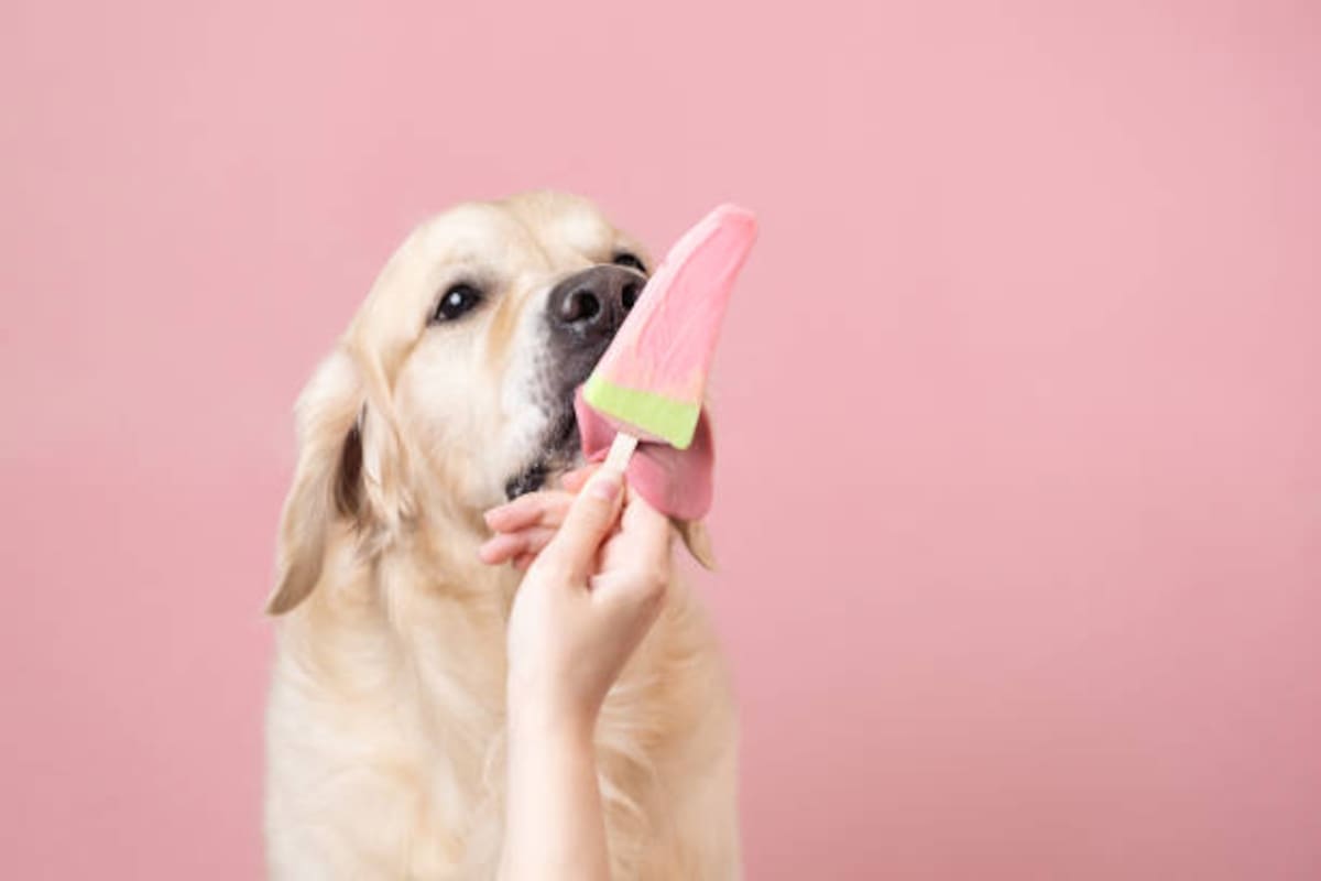 Dar helado común a los perros puede ser riesgoso; expertos sugieren optar por versiones especiales o caseras sin ingredientes tóxicos. | Foto: iStock