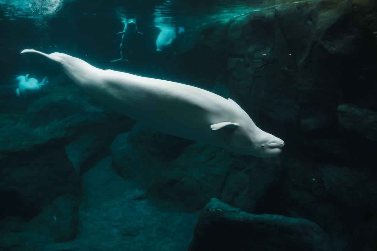 Luchan por el rescate de 30 belugas en el parque acuático canadiense Marineland