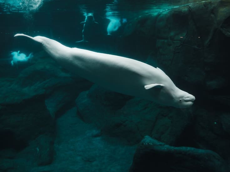 Luchan por el rescate de 30 belugas en el parque acuático canadiense Marineland