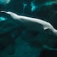 Luchan por el rescate de 30 belugas en el parque acuático canadiense Marineland