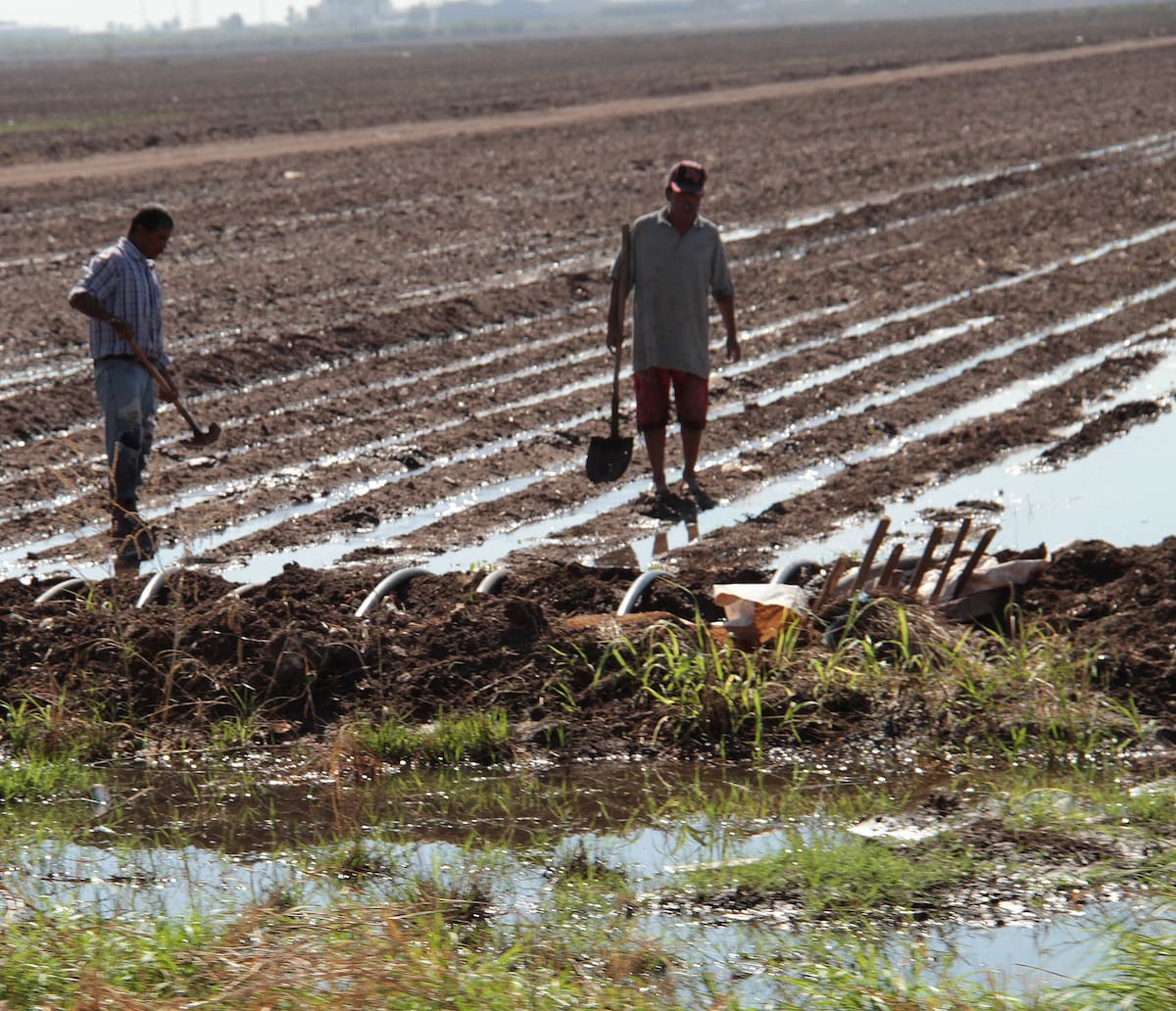 Empezaron los riegos en siembras de trigo. FOTO: BANCO DIGITAL