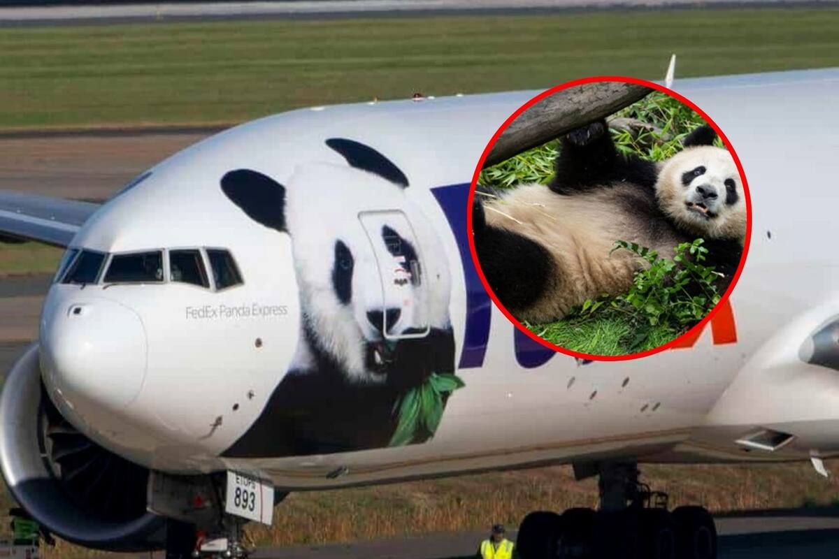 Llegan a Zoológico de Washington, Bao Li y Quing Bao, los nuevos “pandas diplomáticos”