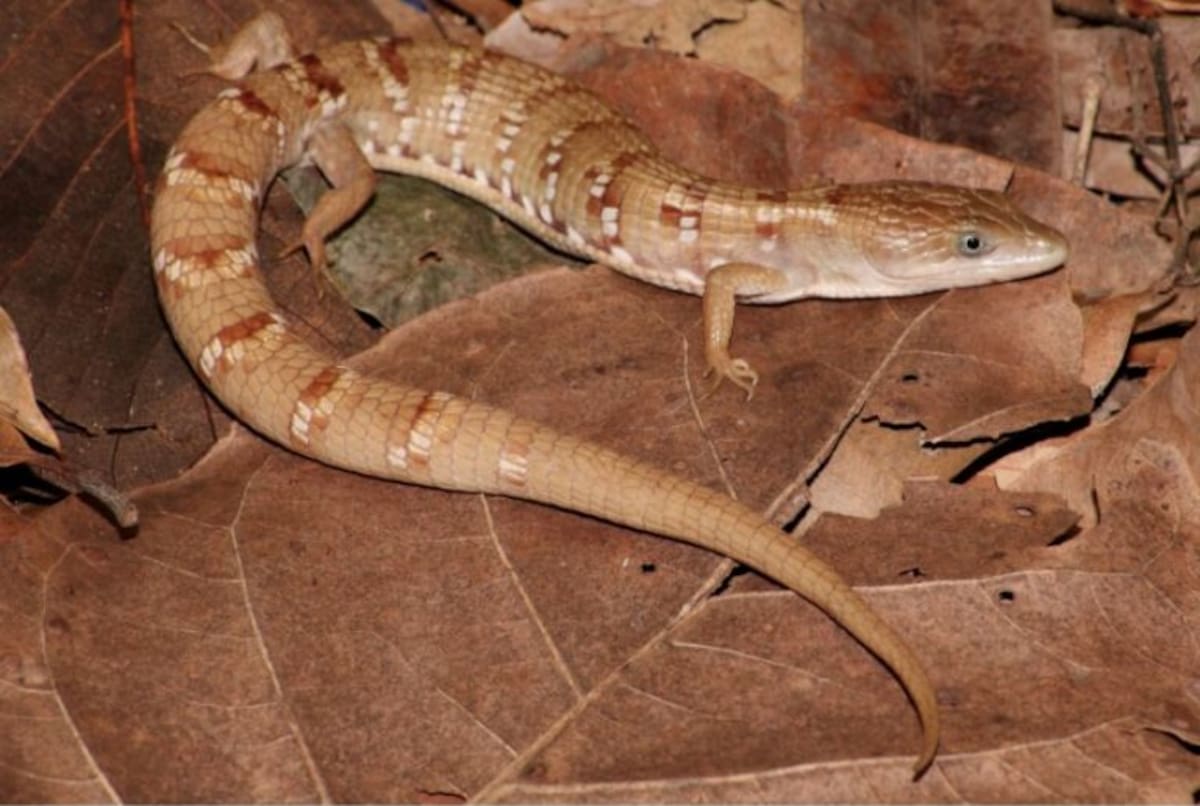 UNAM identifica nueva lagartija caimán que solo habita en el occidente del país. Foto: Heraldo de México