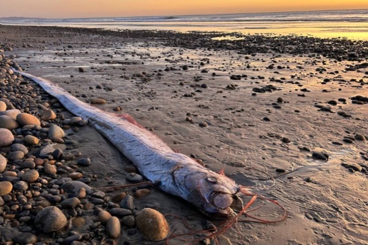 Pez remo aparece en costas de California y desata teorías sobre desastres naturales