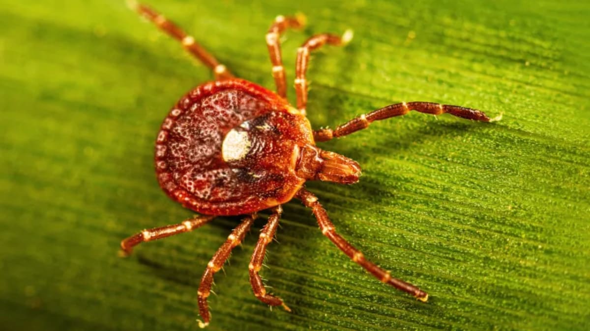 Nueva York confirmó su primer caso humano del virus Bourbon en un hombre de 67 años. La infección se asocia con picaduras de garrapatas y puede causar fiebre, fatiga, dolor de cabeza y sarpullido. (AP)