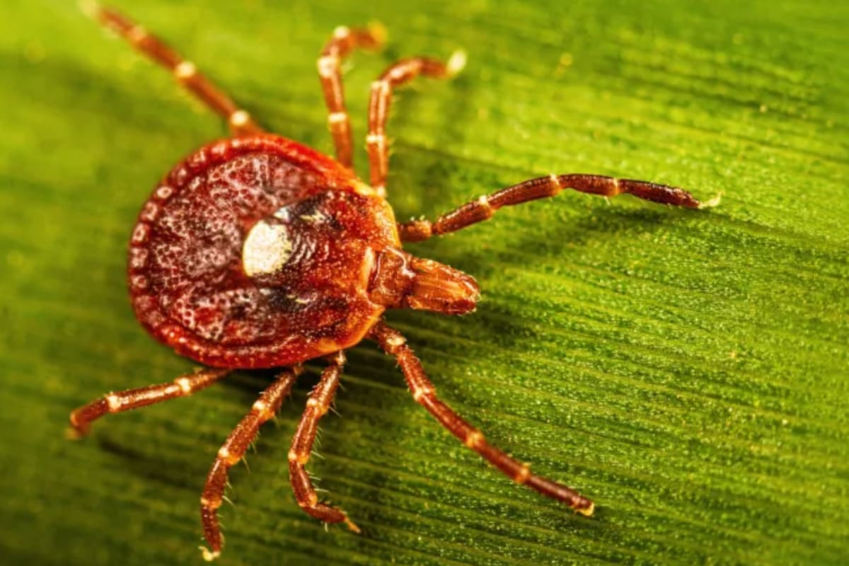 Nueva York confirma su primer caso humano del virus Bourbon en un hombre de 67 años, una infección transmitida por garrapatas que puede causar fiebre, fatiga y sarpullido y no tiene vacuna ni tratamiento específico
