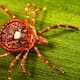 Virus Bourbon: síntomas y prevención en Nueva York
