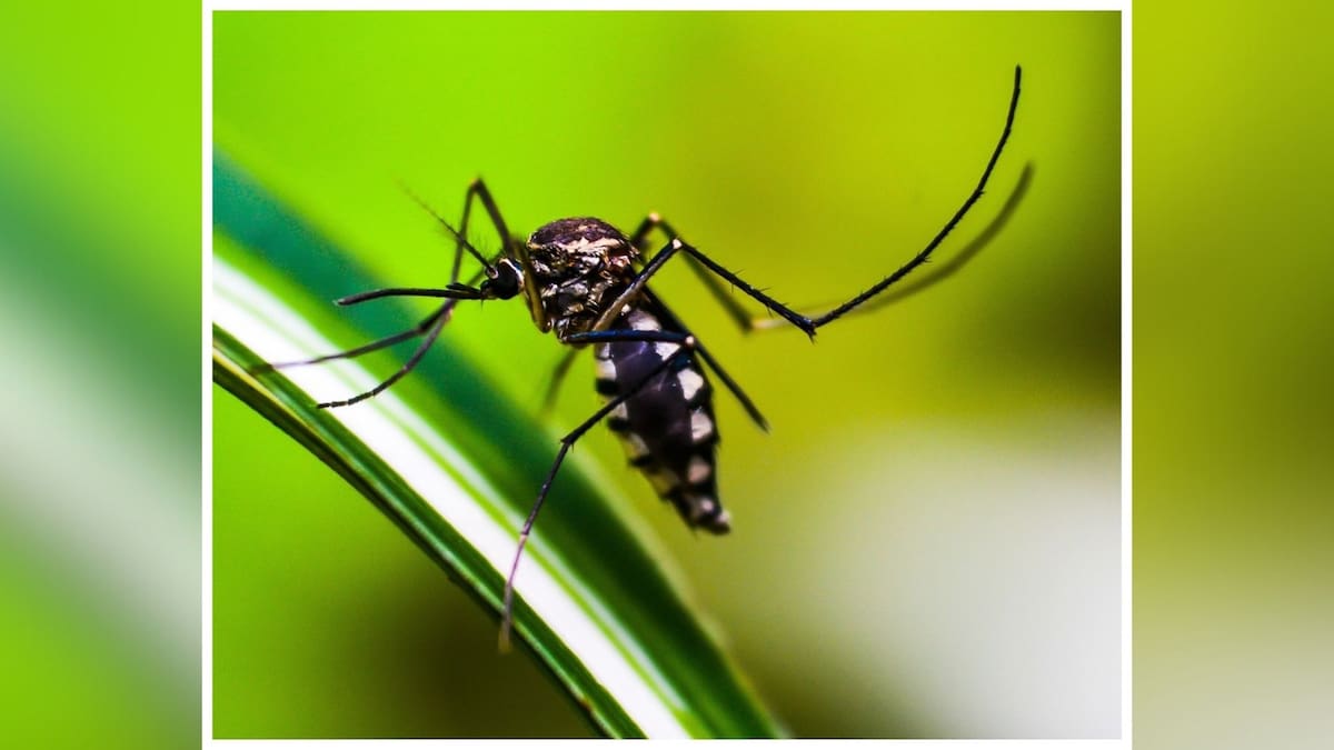 Mosquito transmisor del dengue / Fotografía ilustrativa tomada de Pixabay