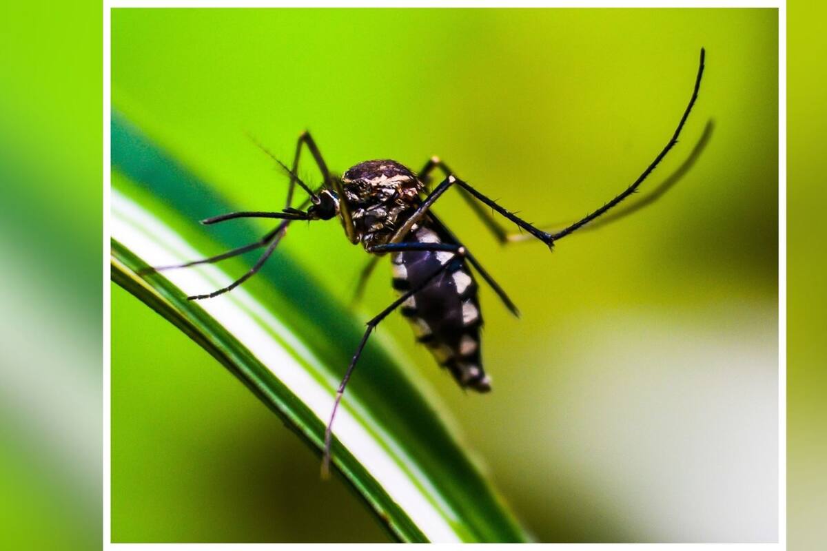 Es Sonora de los menos afectados por dengue: Salud