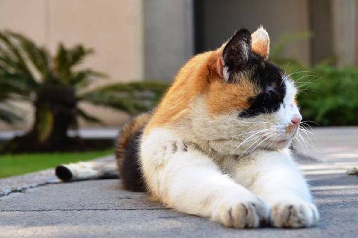 Desmiente SHCP que vayan a matar gatos