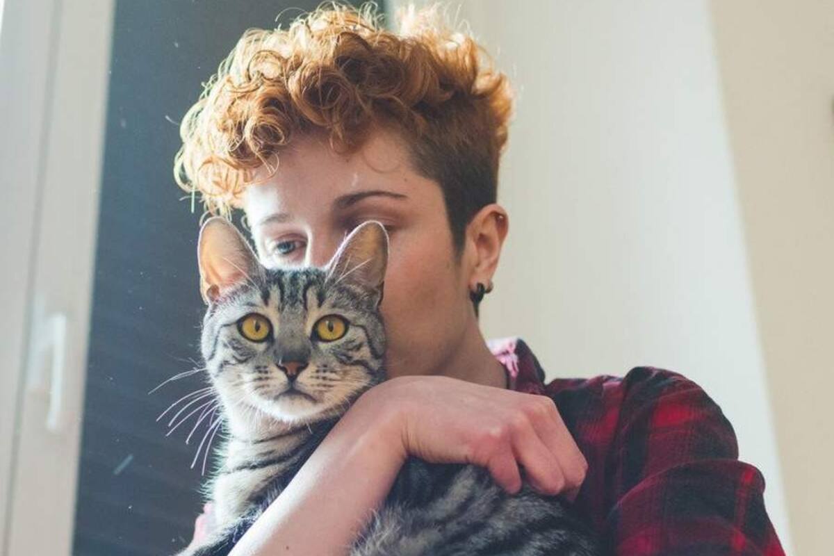 Este lugar paga más de 160 mil pesos por abrazar gatitos