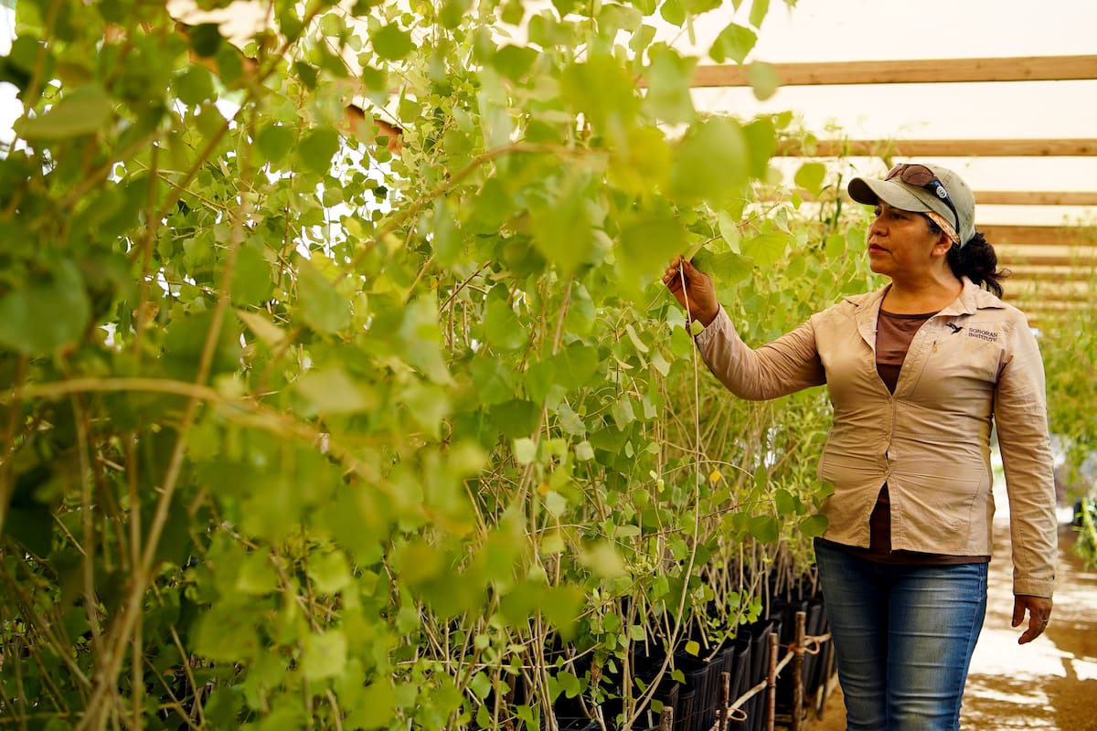 Guardiana de los árboles