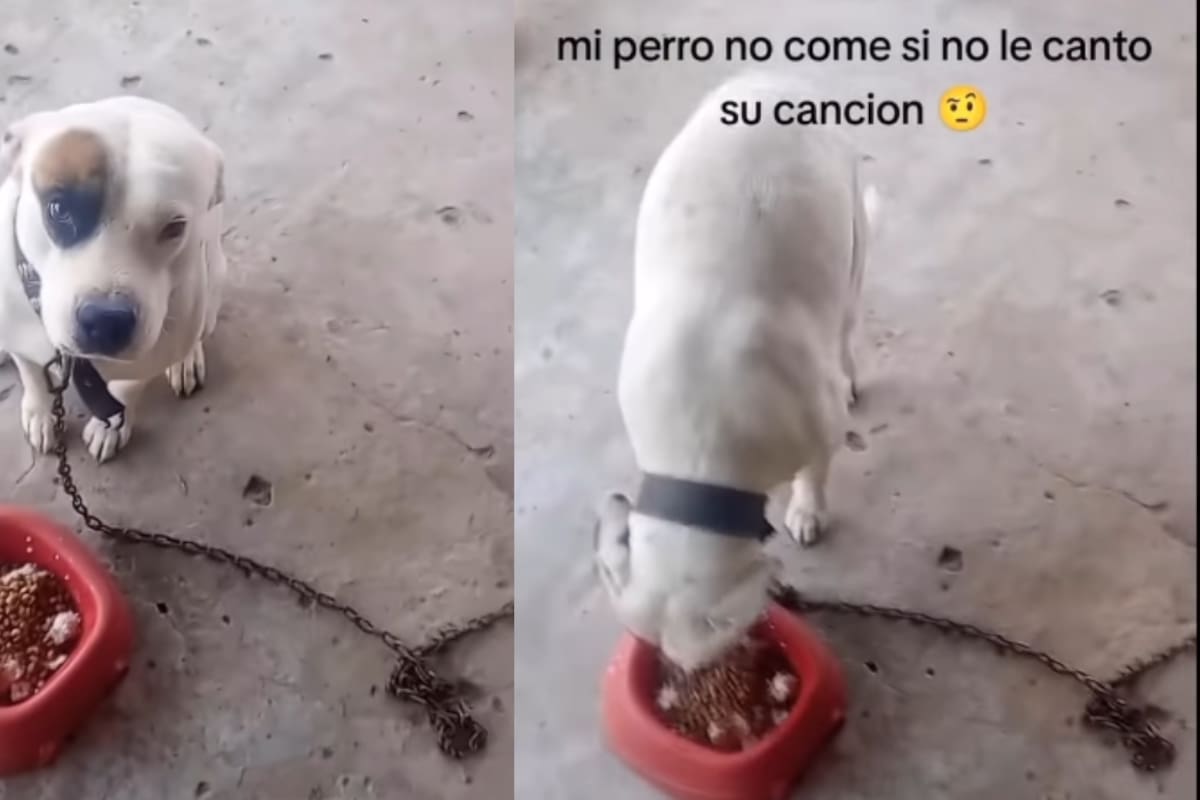 “Mi doguito hermoso ya tiene que comer”: Hombre revela que su perro no come si no le canta su canción