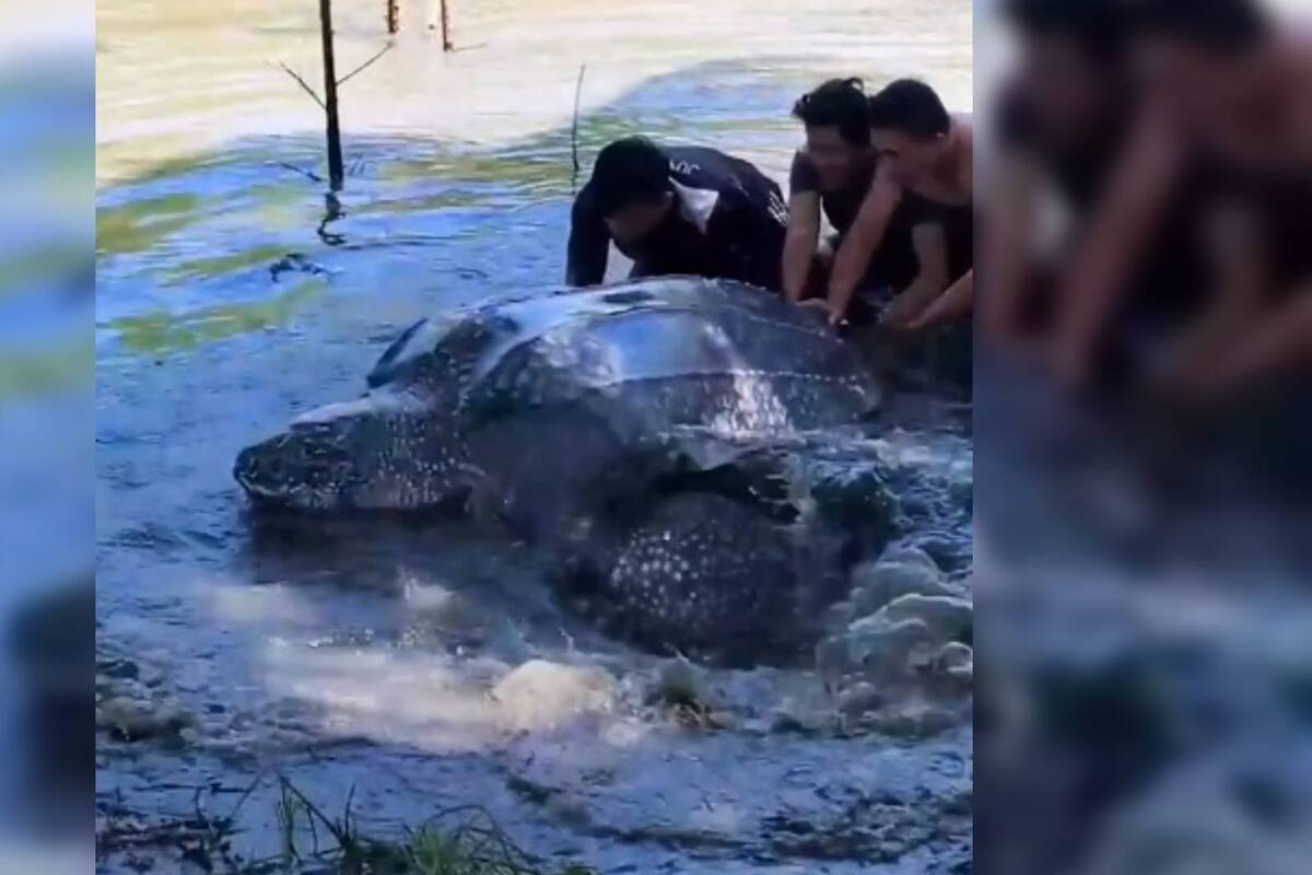 Video: Enorme tortuga laúd de más de 270 kilos es rescatada por un grupo de indonesios