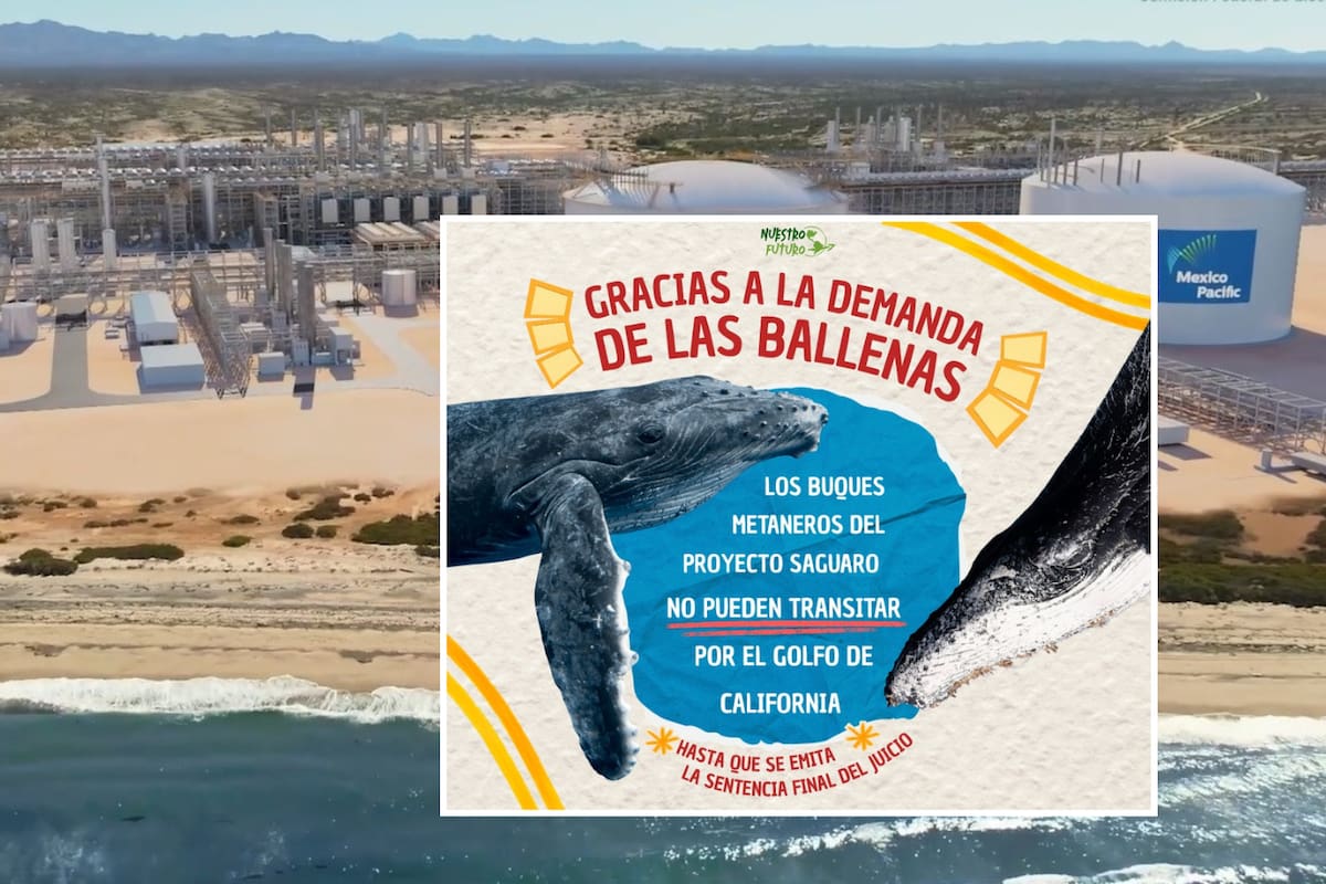 Asociaciones ambientalistas logran suspensión contra megaproyecto Saguaro GNL por protección de ballenas