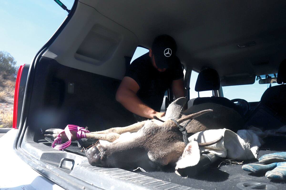 Venado atropellado tiene pocas esperanzas de sobrevivir