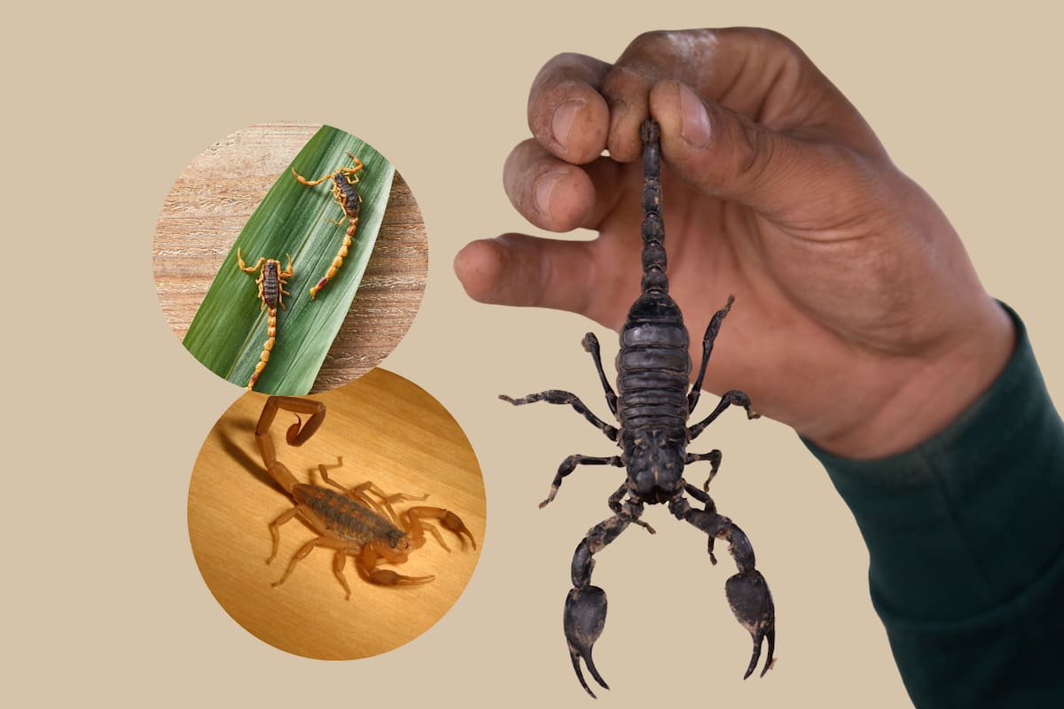 ¿Temporada de alacranes? Esto es lo que qué debes hacer si te pica uno y cómo prevenirlo