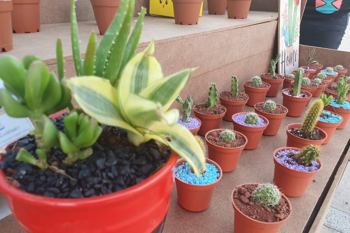 Ofrece fortaleza con la venta de cactus y suculentas