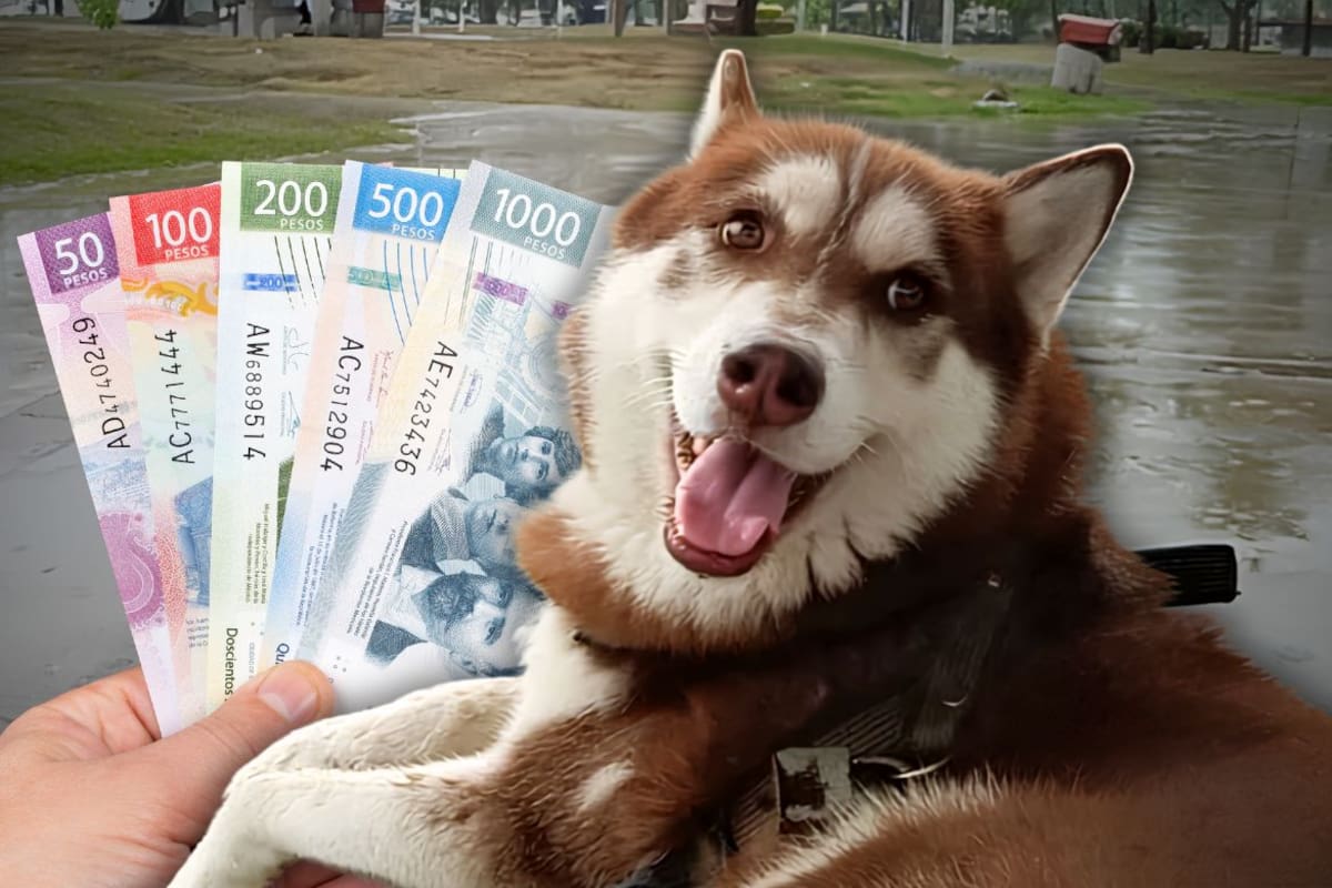 Lucas, el husky que recibirá una pensión mensual por primera vez en México para cubrir alimento y gastos veterinarios después de que sus dueños se separaron
