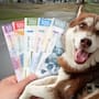 Lucas, el husky que recibirá una pensión mensual por primera vez en México para cubrir alimento y gastos veterinarios después de que sus dueños se separaron