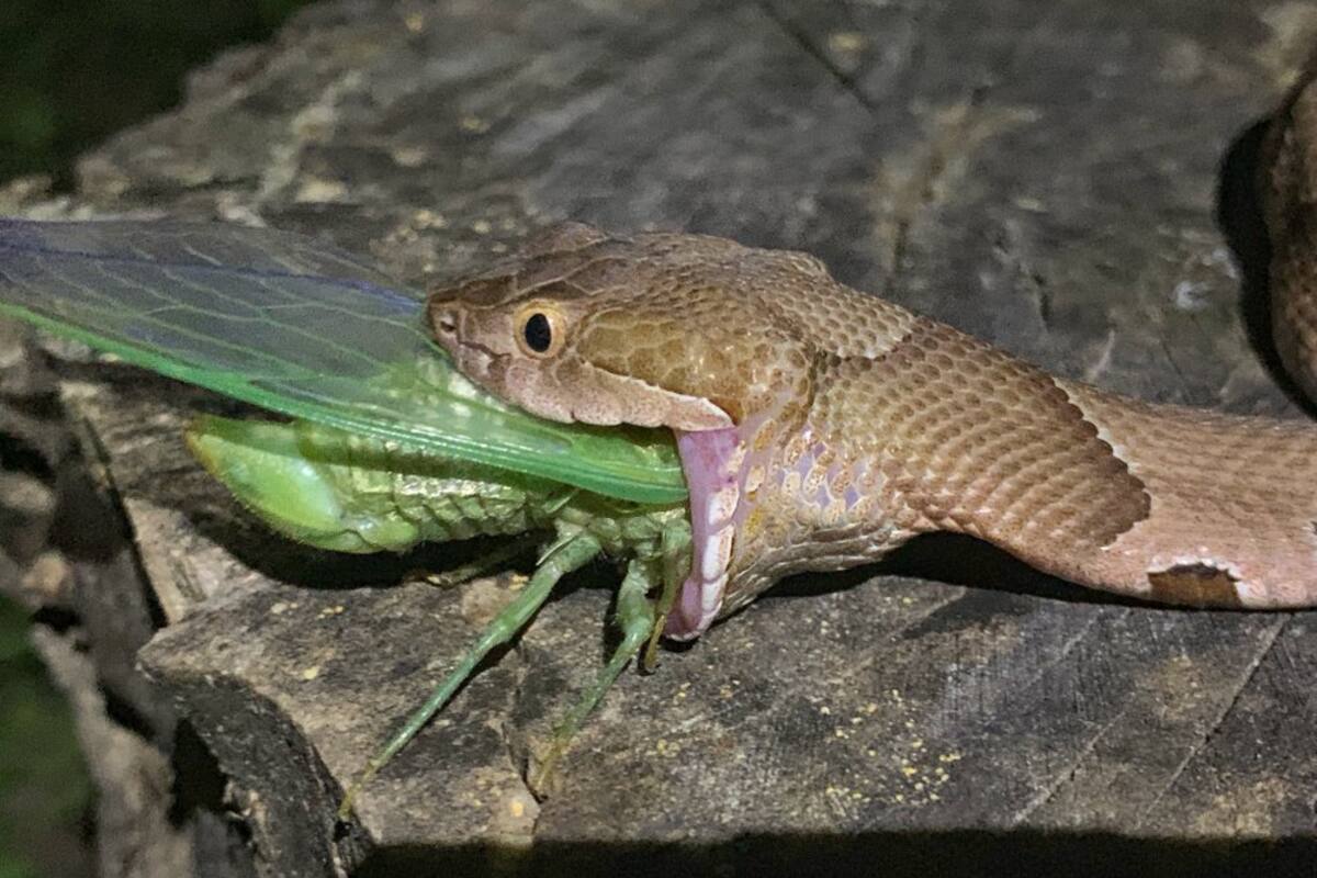 Serpiente venenosa devora a una cigarra y ¡las imágenes son alucinantes!