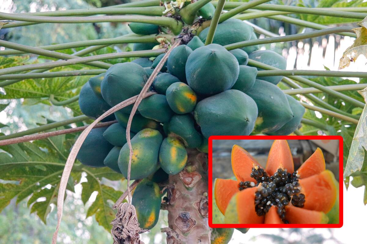 Esta fruta regula el nivel de azúcar en sangre de los diabéticos y es muy barata