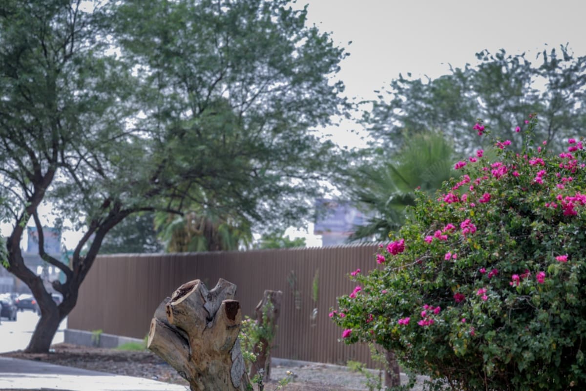 Semana soleada y calurosa para Mexicali: temperaturas de hasta 30 °C
