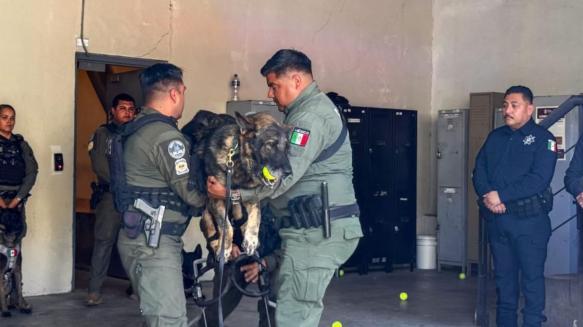 El perro policía participó en operativos de detección de drogas y armas desde su incorporación a la Unidad K9 en mayo de 2024. Foto: Cortesía