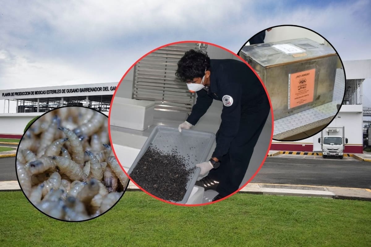 Las primeras 2.5 millones de moscas estériles producidas en Chiapas son liberadas en el sur de Chihuahua para frenar el avance del gusano barrenador del ganado