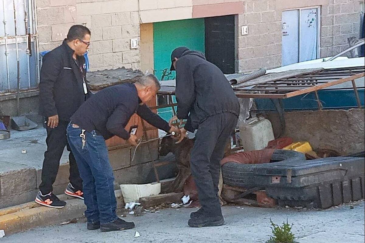 Bomberos y policías rescatan animales maltratados en Tijuana