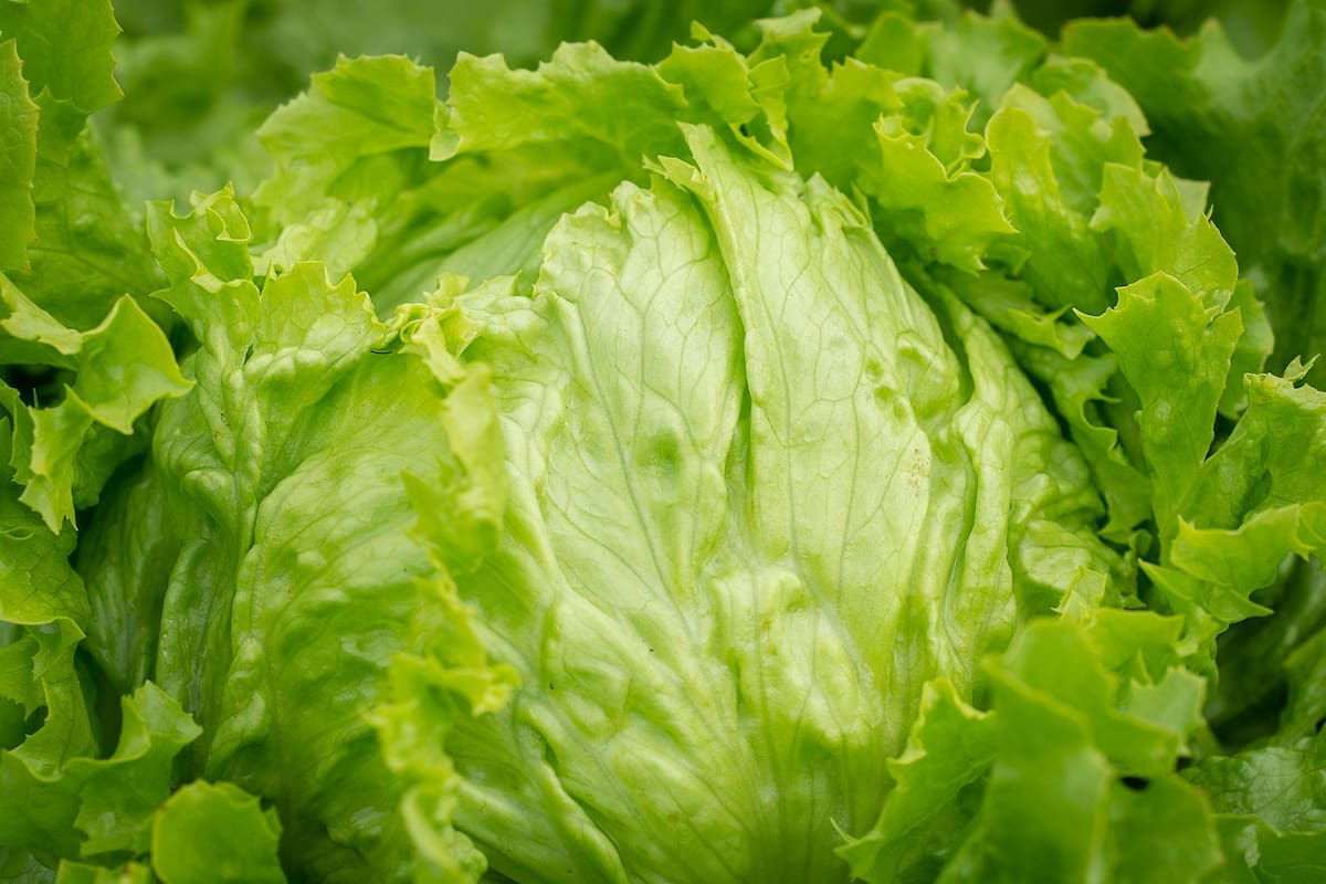 El proceso para cultivar lechuga es sencillo y no requiere grandes conocimientos de jardinería.