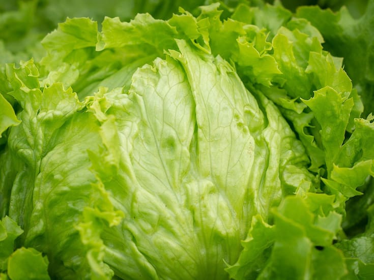 ¿Qué significa soñar con una lechuga? Interpretación espiritual, emocional y simbólica