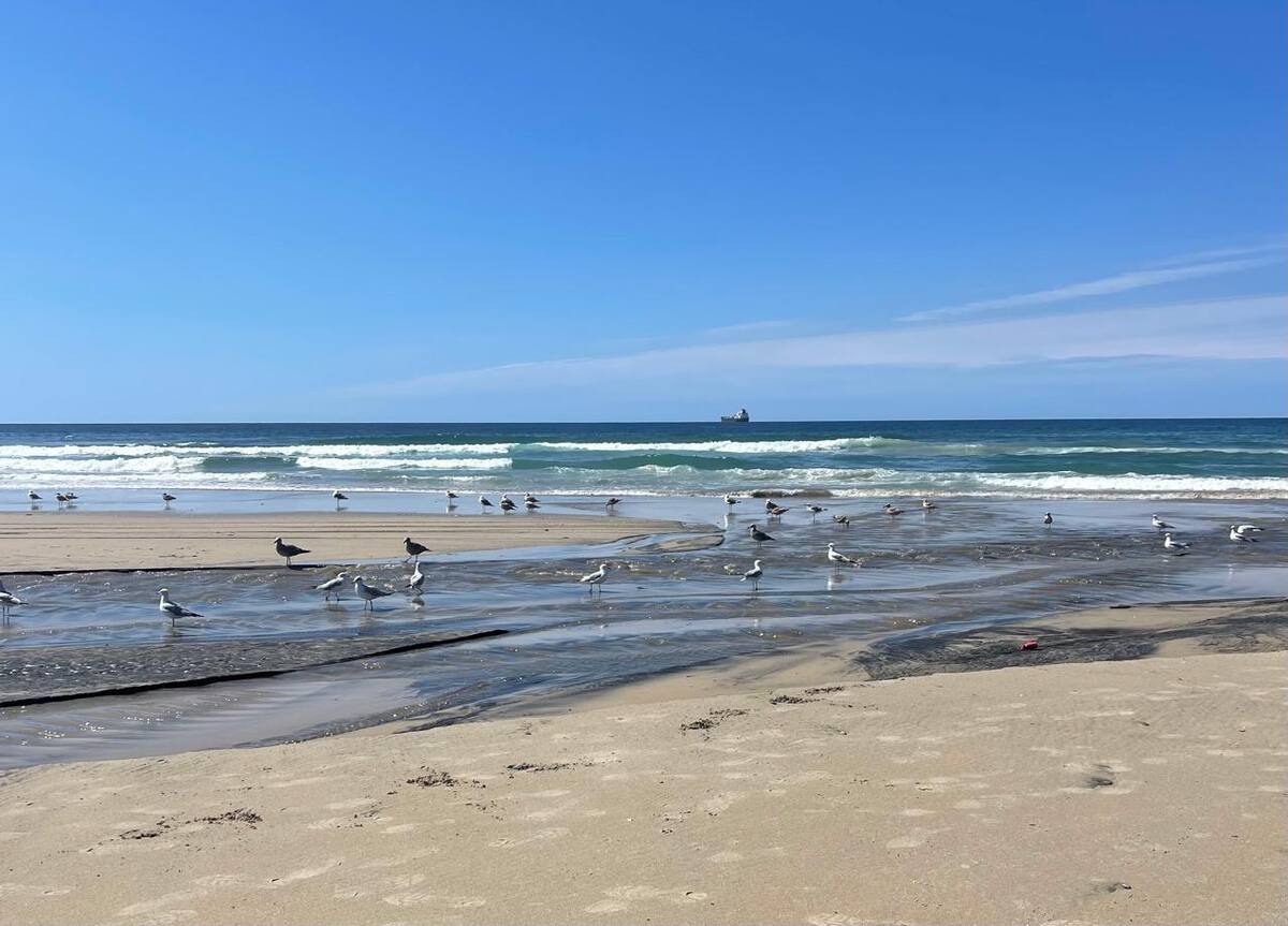 Cientos de aves marinas fueron observadas posadas y alimentándose sobre el caudal de aguas negras que corre por el arroyo Huahuatay, luego de que fallas en un cárcamo de la Cespt provocaran el derrame de aguas residuales. Foto: Carmen Gutierrez