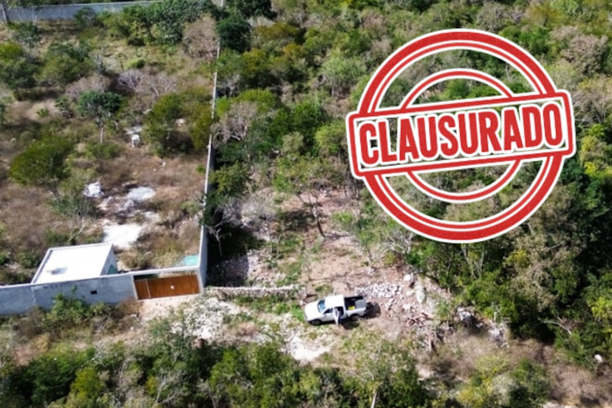 Clausuran predio en Yucatán: detectan remoción de selva y vestigios arqueológicos sin autorización en Área Natural Protegida