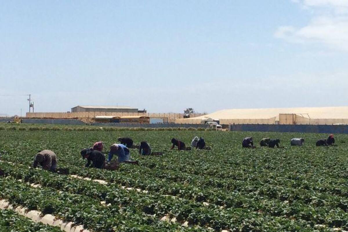 Otorga EU más visas a jornaleros