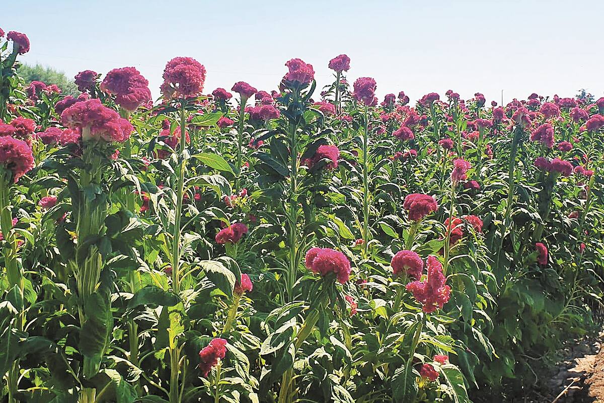 Ya están listas las flores para el día de muertos