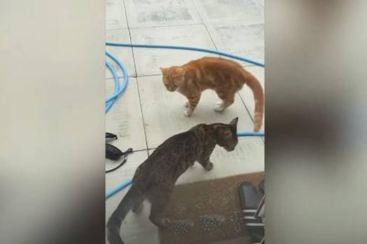 Este par de gatitos se hacen "amigos" durante la contingencia