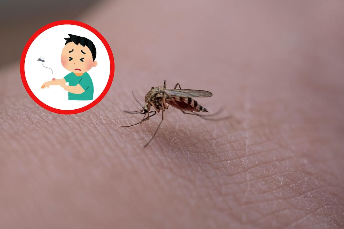 ¿Mosquitos o zancudos? Descubre la diferencia clave entre estos insectos comunes