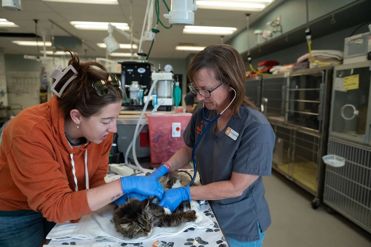 Encuentran con vida a gato que cayó junto a pareja fallecida en parque nacional. Foto: Best Friends Animal Society