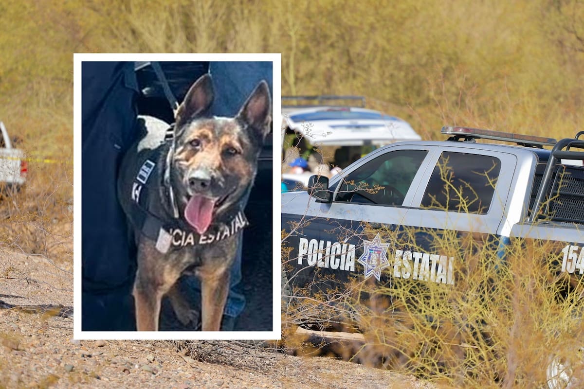 Canino de la SSP Sonora ayuda a detectar 60 envoltorios con narcóticos