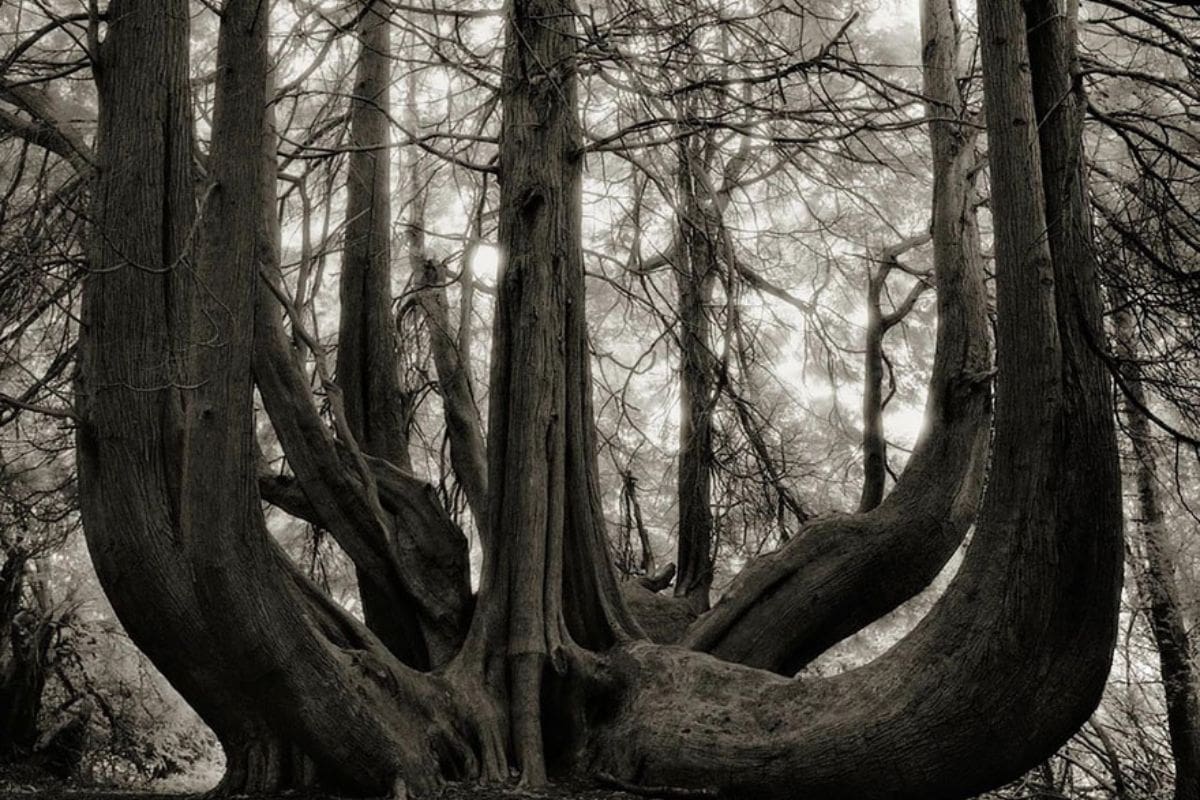 El bosque fósil más antiguo descubierto en Inglaterra tiene 390 millones de años